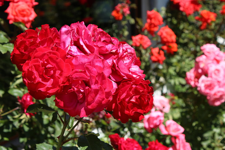 rosa, rosso, pianta, natura, verde