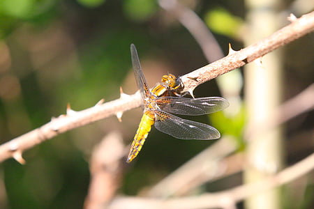nature, dragonfly, sun, resting, wing, stache load, insect