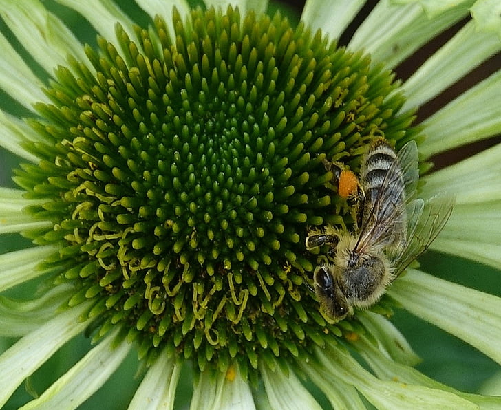 blomma, Bee, insekt, honungsbiet, naturen, makro, trädgård