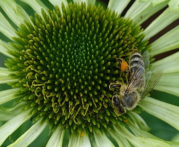 kwiat, Pszczoła, owad, Miód pszczeli, Natura, makro, ogród