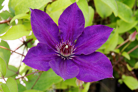 clematis, violet, blossom, bloom, flower, close, purple