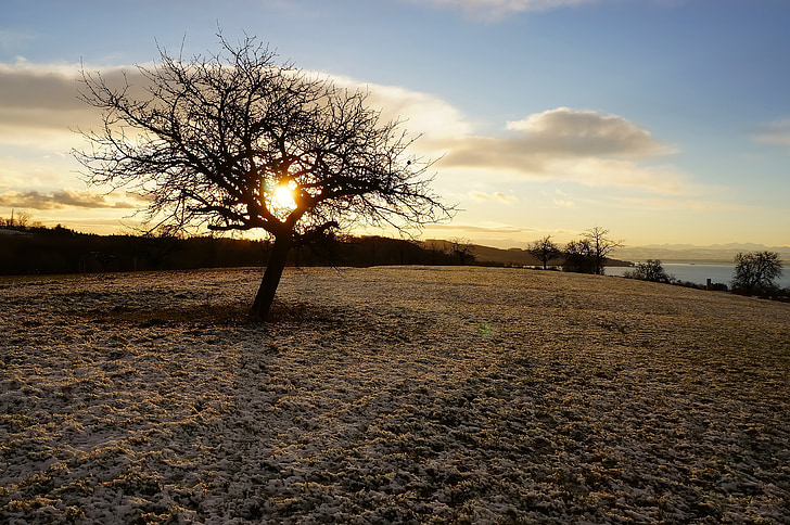 tree, winter trees, snow, winter, morning, sunrise, lake