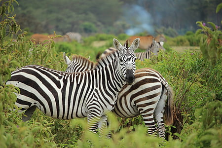 rebanho, zebras, grama, campo, dia, animais na selva, vida selvagem animal