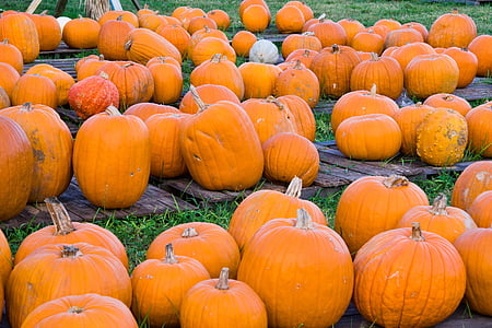 tök, Pumpkin patch, betakarítás, őszi, ősz, narancs, squash