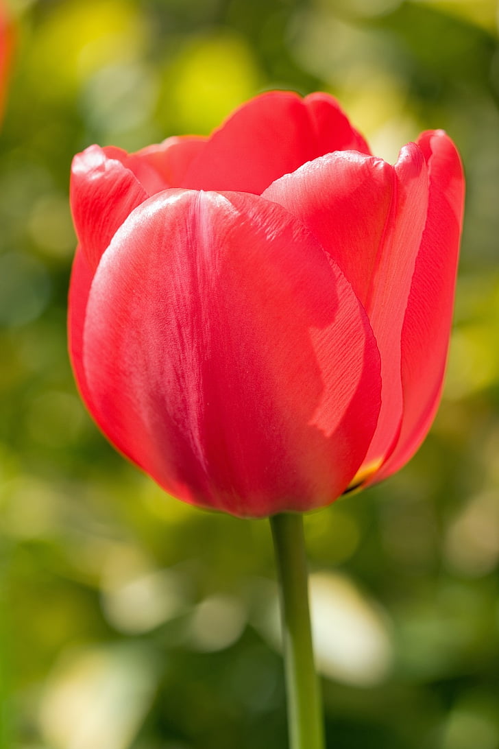 Tulipa, flor, vermell, bonica, macro, close-up, detalls