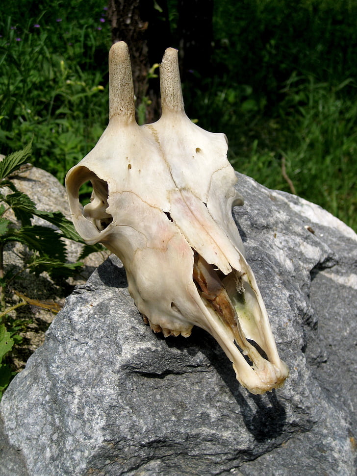 lobanja, Kozje buck, okostje, živali, kosti lobanje, stari, kosti