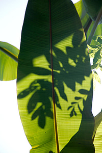Palm, vejárovitou list, Leaf, exotické, palmy, palmových listov, Tropical