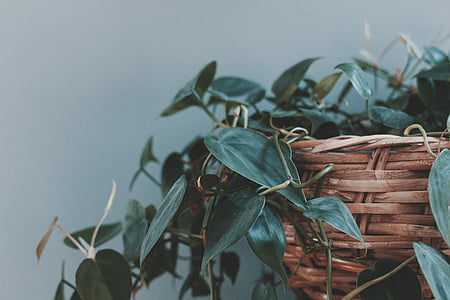 shallow, focus, green, potted, plant, wicker, basket