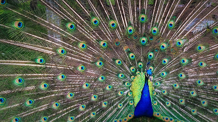 Peacock, kleurrijke, veren, dier, staart, patroon, vogel