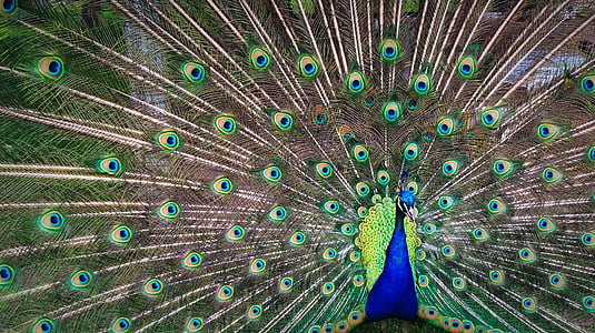 Peacock, kleurrijke, veren, dier, staart, patroon, vogel
