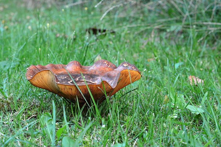 mushroom, grass, mushroom in the grass, brown, in the grass