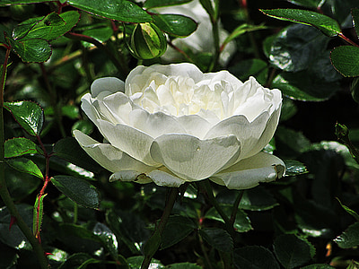 Rose, Mini rose, gros plan, fleur blanche, rosier arbustif, nature, fleurs