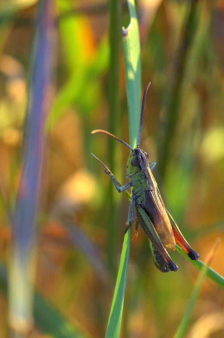 Cricket, Tettigonia viridissima, insectos, macro, el escarabajo, naturaleza, gusano