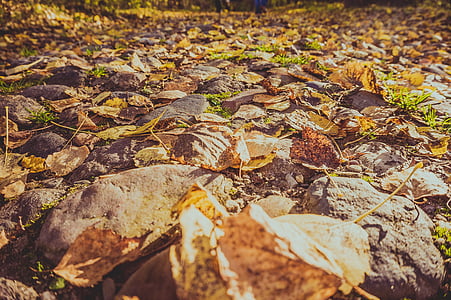autumn, leaves, road, nature, autumn leaf, yellow, sheet