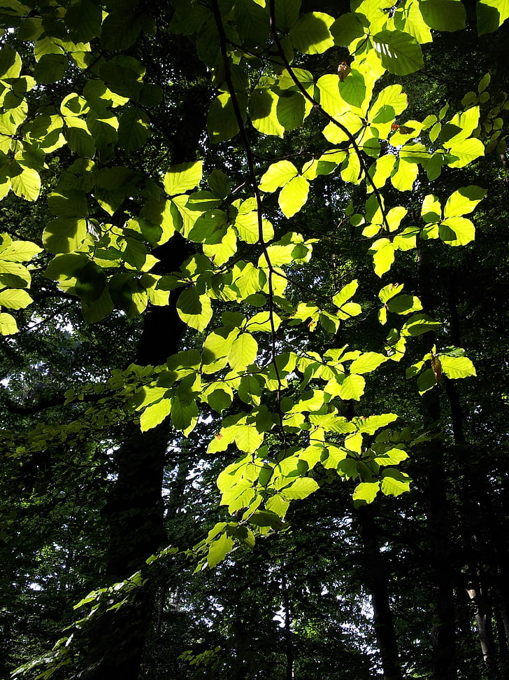 Beech, pohon, kembali cahaya, musim semi, hutan, hijau, daun