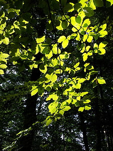 buk, strom, zadní světlo, jaro, Les, zelená, listy