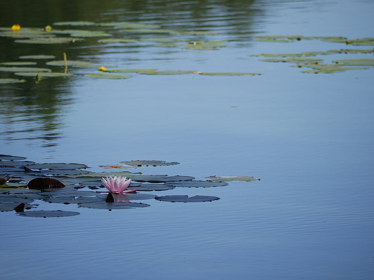 ezers, ūdens, klusums, rāms, Lotus