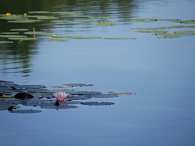 tó, víz, nyugodt, nyugodt, Lotus