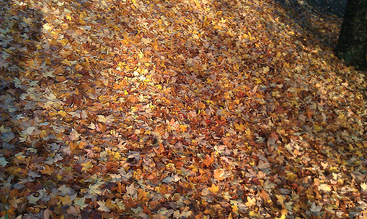 leaves, leaf, fall, autumn, autumn leaves, golden autumn, fall leaves
