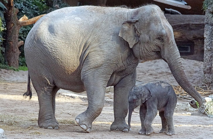 Słoń indyjski, młode zwierzę, cielę, ssak, Elephas maximus, Pachyderm, przyrodnicza