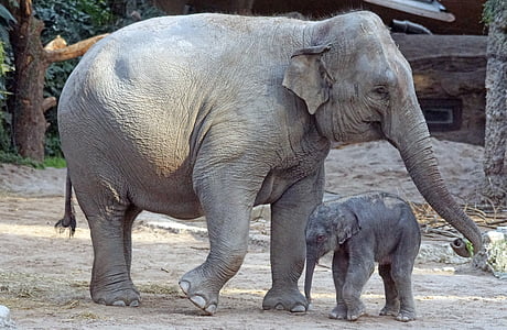 Azijski slon, mlade živali, tele, sesalec, Elephas maximus, Debelokožac, Wildlife photography