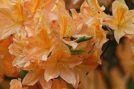 Rhododendron, Rhododendron, Ericaceae, bud, slægten, blomster