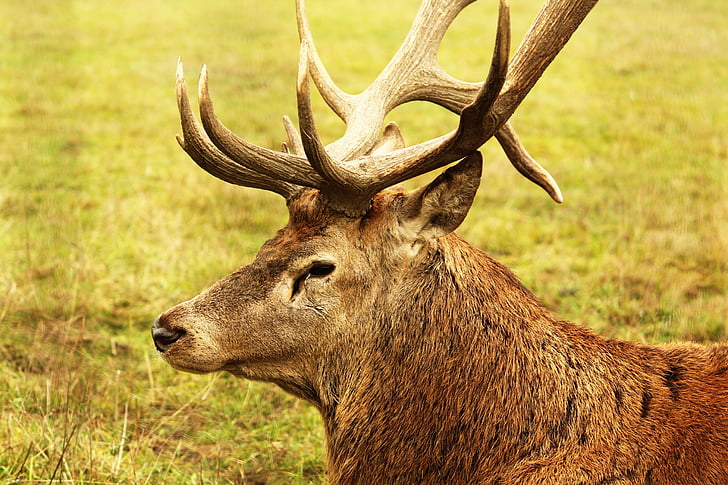 deer, summer, animal, tree, natural, outdoor, wild