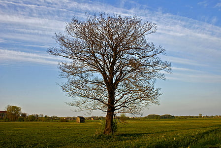 tree, landscape, plain, field, green, clouds, view