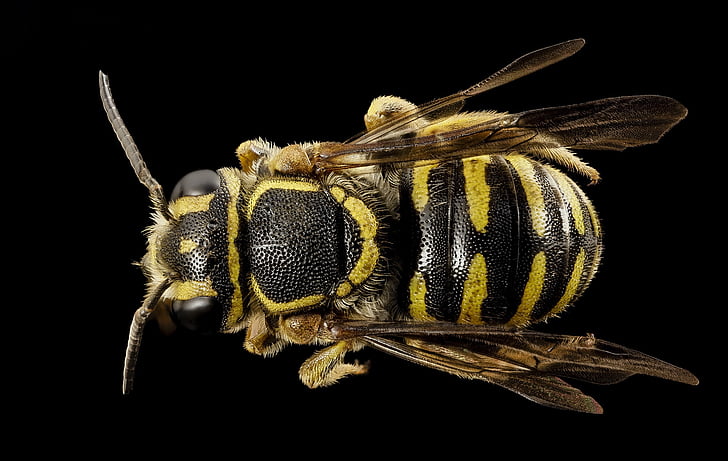 꿀벌, 매크로, 곤충, 뒤로, paranthidium jugatorium, 야생 동물, 자연