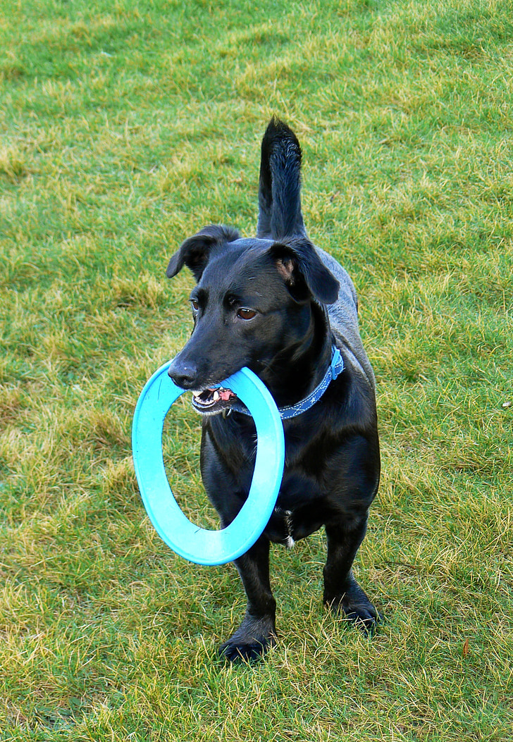 gos, Frisbee, animal de companyia, disc, Parc, feliç, lúdic