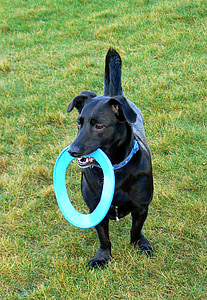 pies, Frisbee, zwierzętom, płyty, Park, szczęśliwy, figlarny