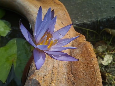 Lotus листа, Lotus, водни растения, цветя, Lotus езеро, лилаво lotus, Lotus Басейнова