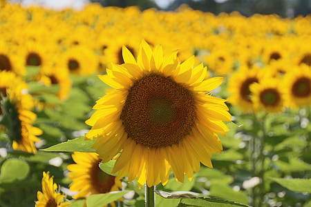 bunga matahari, alam, bunga kuning, bunga besar, bidang bunga matahari, kelopak, kuning adalah