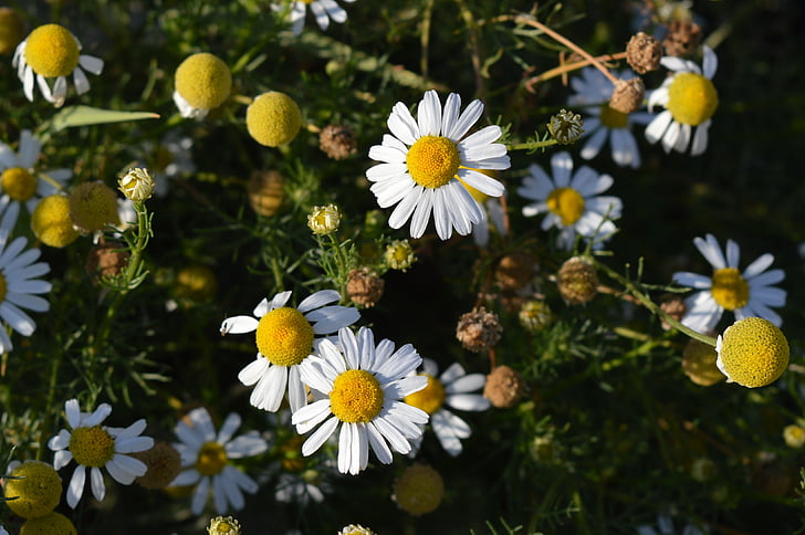 Daisy, bunga, farmasi camomile, bunga dari bidang, bunga musim panas, bunga, bunga putih
