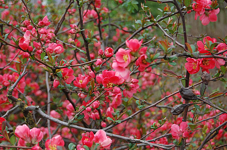 flower, quince, blossom, bloom, pink flower, nature, spring