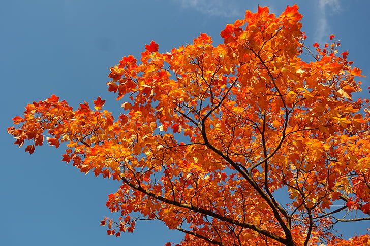 hojas de arce, hojas, otoño, color de otoño, rama, Arce, platanoides de Acer