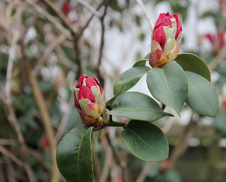 Rhododendron, Záhradné rastliny, kvet, majú, rastlín, pozadie