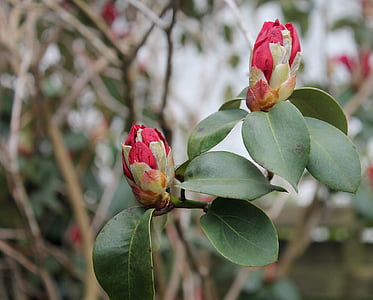 Rhododendron, aia taimede, lill, on, taim, taust