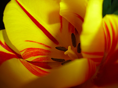 tulipán, Blossom, Bloom, sárga, tavaszi, természet, virág