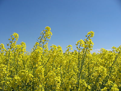 oilseed rape, flowers, field, bloom, landscape, back light, arable