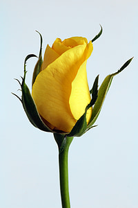 Роза, цвете, жълто, флорални, Блосъм, рози фон, букет