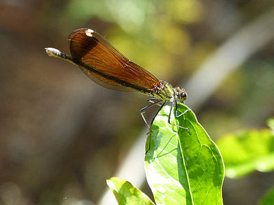 spāre, melna spāre, Zilspāru ģints haemorrhoidalis, spārnoto kukaiņu, mitrāju, cukurniedres
