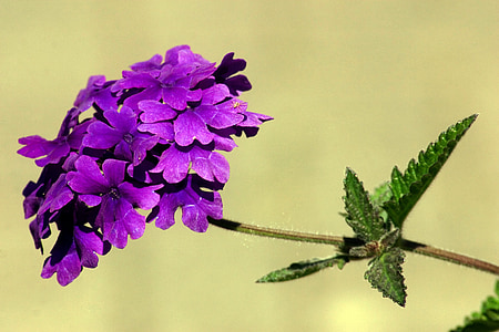 flower, flower garden, macro, ornamental flower, violet, purple