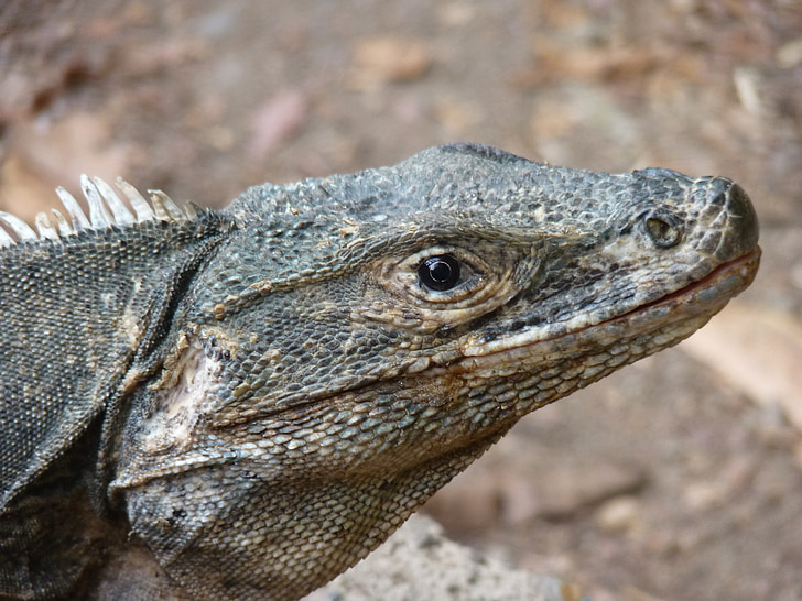 reptile, animal, Costa Rica, manuel antonio, iguane, faune, nature