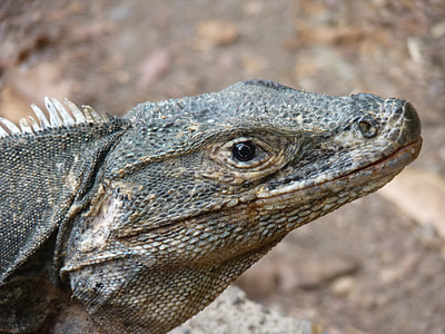 reptil, hewan, Kosta Rika, Manuel antonio, Iguana, satwa liar, alam