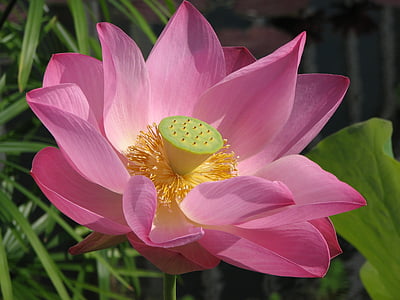 Bloom, eau, nature, étang, fleur, été, Lotus