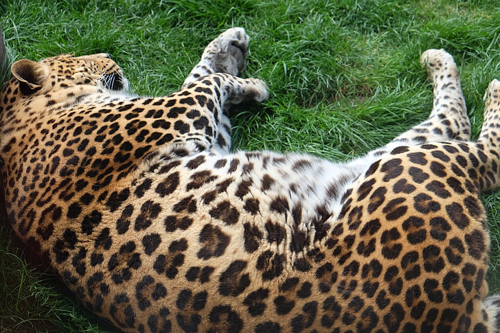Leopard, dier, slapen