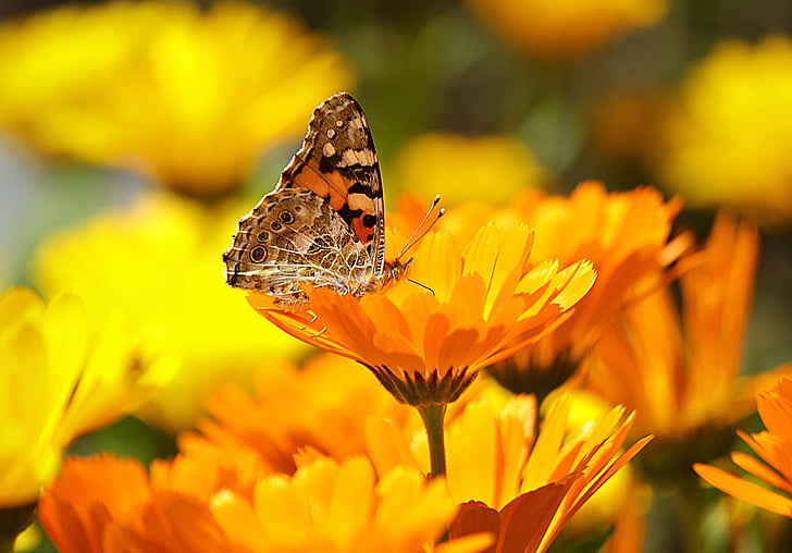 vlinder, geel, insect, natuur, dier, macro, Close-up