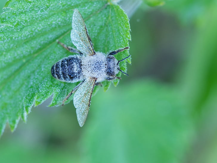 natura, bug, volare, hoverfly, insetto, Close-up, macro