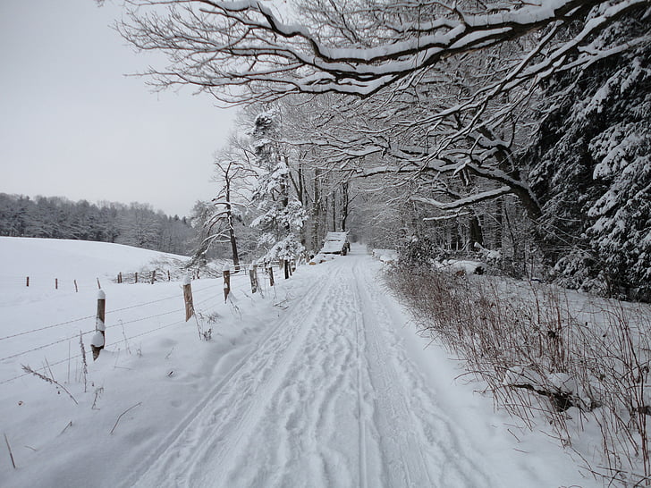 snow, winter, path, cold, ice, nature, tree